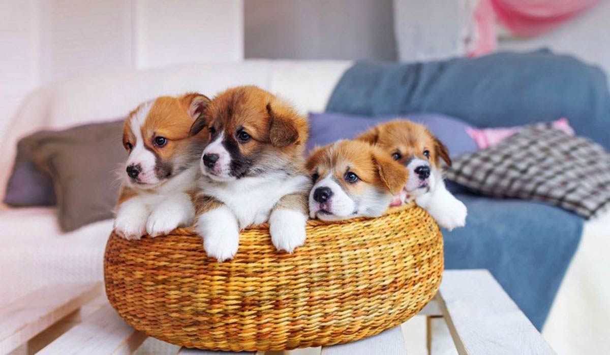 cute puppies in a basket during doggy daycare visit