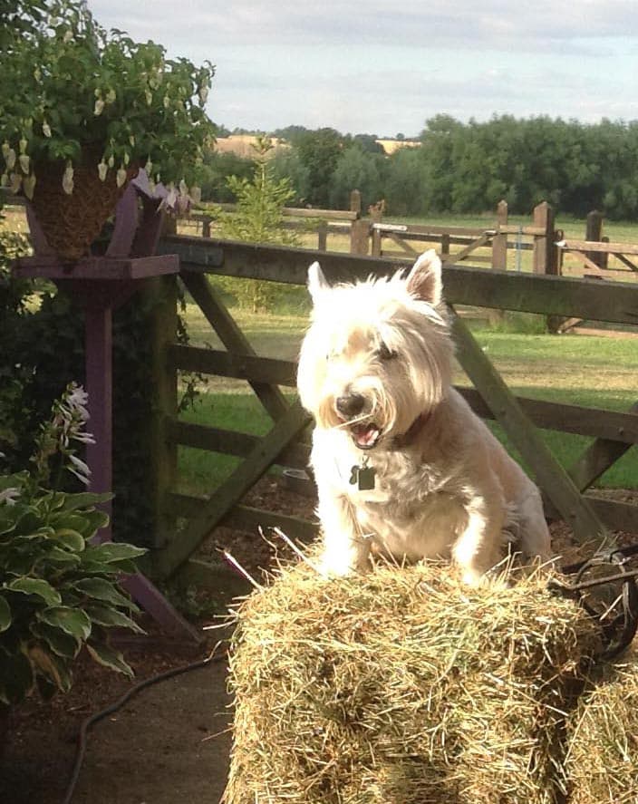 i'm the king of the castle