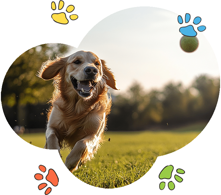 happy dog playing in the garden during doggy home boarding